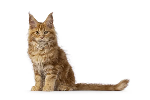 Imponerande Röd Hane Maine Coon Katt Kattunge Sitter Upp Sida — Stockfoto