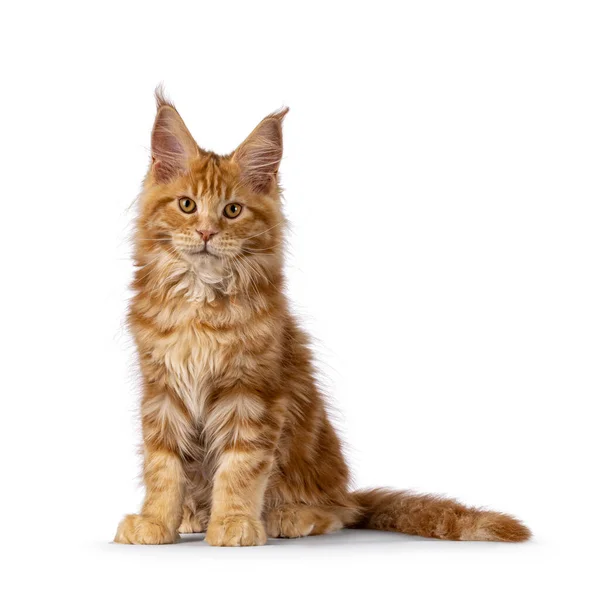 Εντυπωσιακό Κόκκινο Αρσενικό Maine Coon Γάτα Γατάκι Κάθεται Μπροστά Κοιτάζω — Φωτογραφία Αρχείου