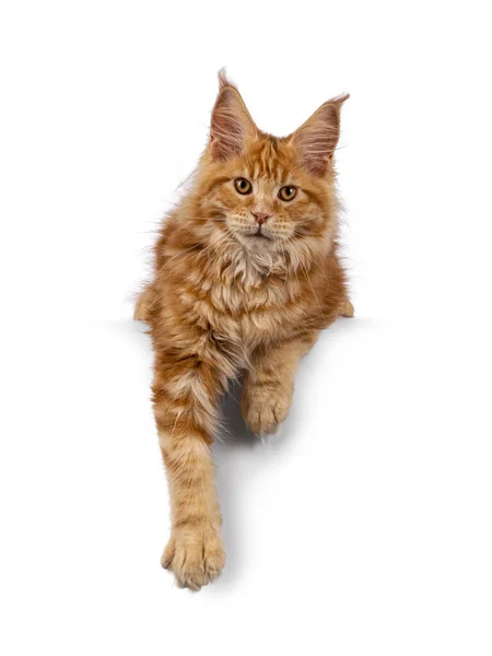 Impresionante Macho Rojo Maine Coon Gato Gatito Acostado Frente Frente — Foto de Stock