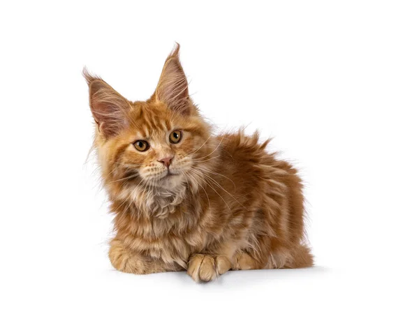 Impressionante Maschio Rosso Maine Coon Gatto Gattino Che Stabilisce Vie — Foto Stock