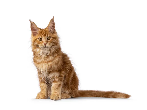 Impressive Red Male Maine Coon Cat Kitten Sitting Side Ways — Stock Photo, Image