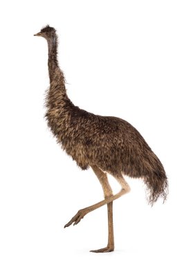 dult emu bird namı diğer Dromaius novaehollandiae, yan yollar. Beyaz bir arkaplanda izole edilmiş.