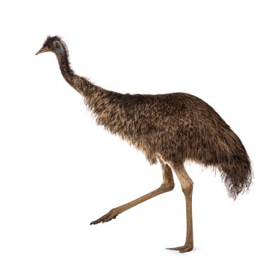 dult emu bird namı diğer Dromaius novaehollandiae, yan yollar. Beyaz bir arkaplanda izole edilmiş.