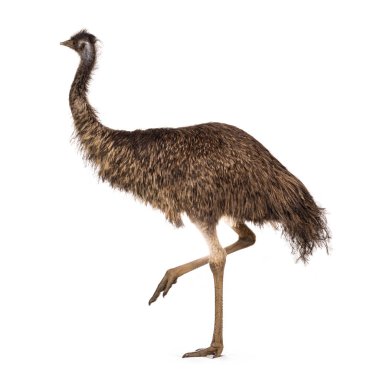 dult emu bird namı diğer Dromaius novaehollandiae, yan yollar. Beyaz bir arkaplanda izole edilmiş.