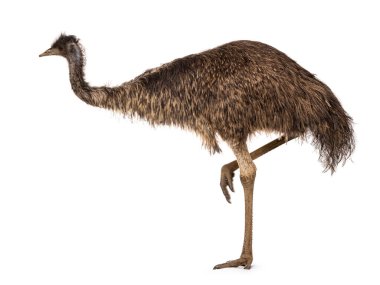 dult emu bird namı diğer Dromaius novaehollandiae, yan yollar. Beyaz bir arkaplanda izole edilmiş.