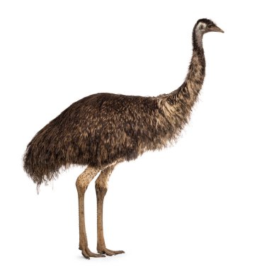 dult emu bird namı diğer Dromaius novaehollandiae, yan yollar. Beyaz bir arkaplanda izole edilmiş.