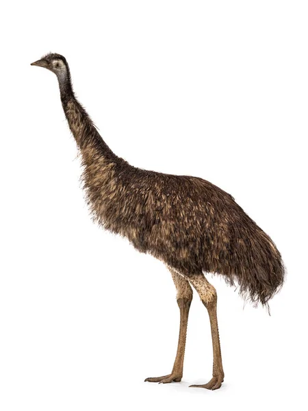 Dult Emu Bird Aka Dromaius Novaehollandiae Standing Side Ways Aislado —  Fotos de Stock
