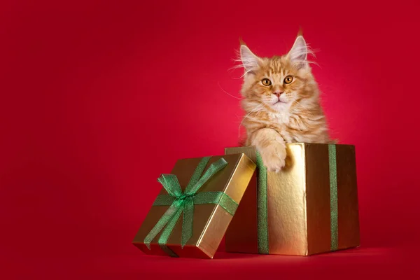 Schattig Rood Maine Coon Kat Kitten Zitten Gouden Geschenkdoos Kerstversiering — Stockfoto