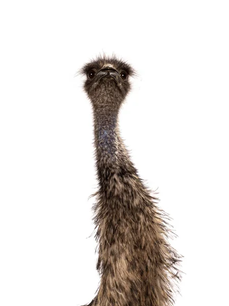 Snímek Hlavy Ptáka Emu Alias Dromaius Novaehollandiae Dívám Kameru Izolováno — Stock fotografie