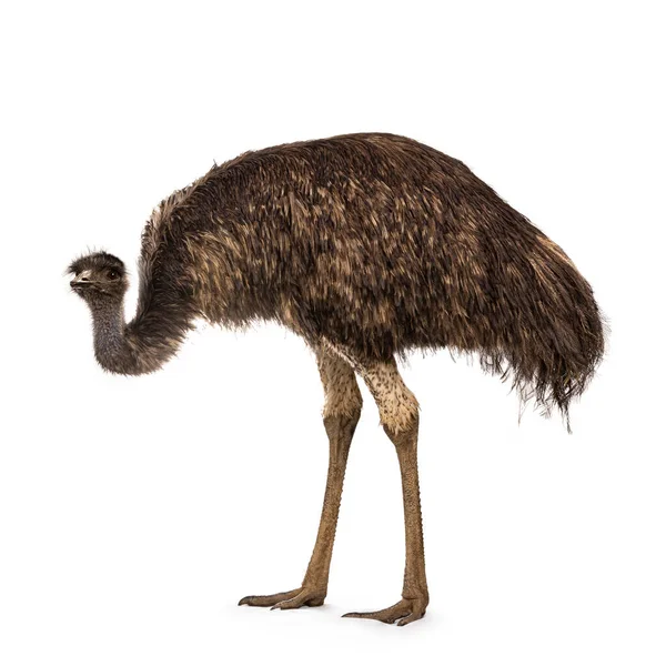 Dult Emu Bird Aka Dromaius Novaehollandiae Stojící Boční Cesty Hlavu — Stock fotografie