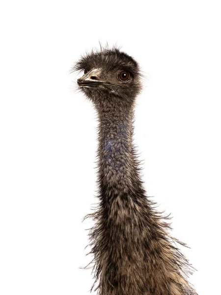 Cabeza Ave Emu Alias Dromaius Novaehollandiae Mirando Hacia Cámara Aislado — Foto de Stock