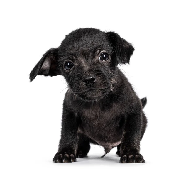 Bonito Cachorro Cão Vadio Preto Frente Para Frente Estou Curioso — Fotografia de Stock
