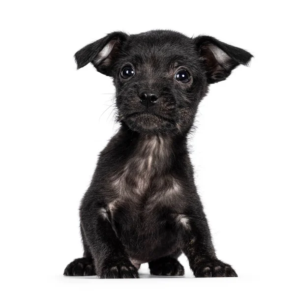 Bonito Cachorro Cão Vadio Preto Sentado Frente Para Frente Olhando — Fotografia de Stock