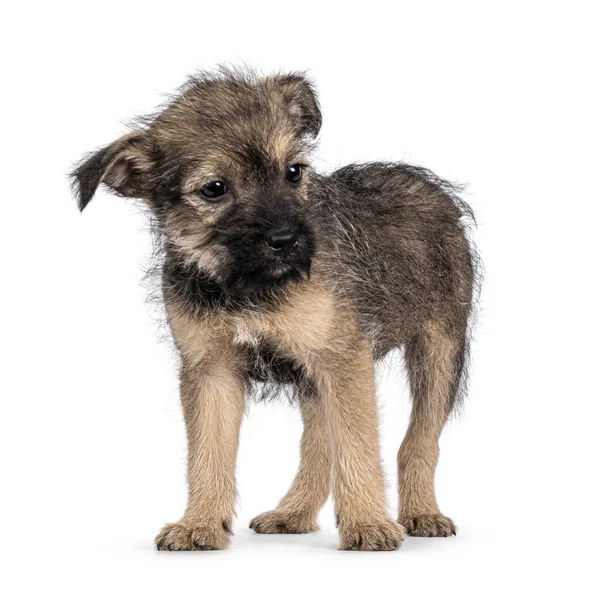 Cute Marrom Com Fio Preto Pêlo Cão Cachorro Vadio Frente — Fotografia de Stock