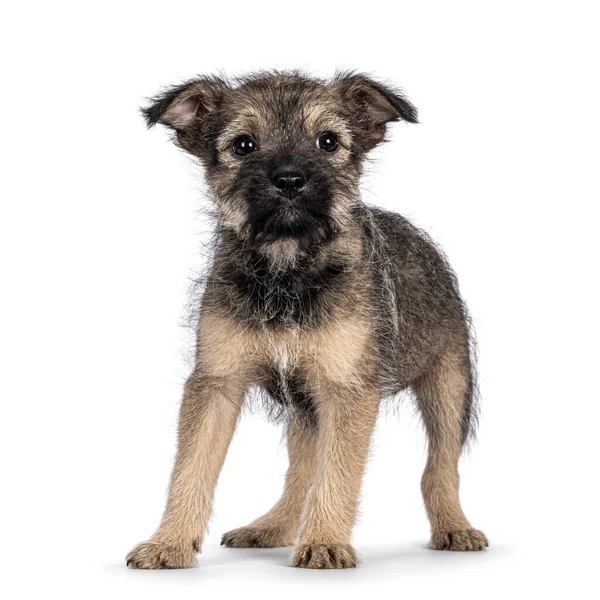 Cute Marrom Com Fio Preto Pêlo Cão Cachorro Vadio Frente — Fotografia de Stock