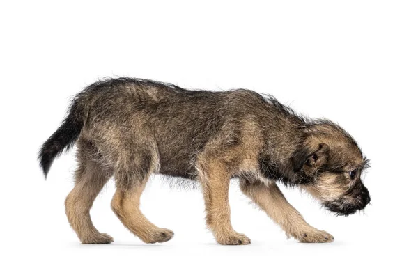 Cute Marrom Com Fio Preto Pêlo Cão Cachorro Vadio Caminhando — Fotografia de Stock