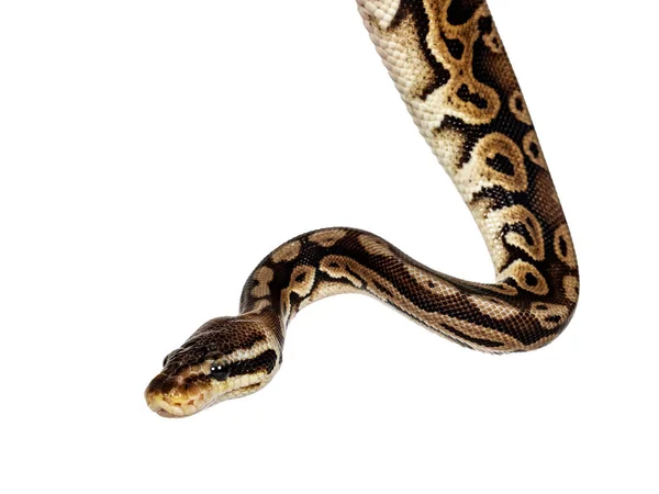 Головний Знімок Пітона Ball Під Назвою Python Ізольований Білому Тлі — стокове фото