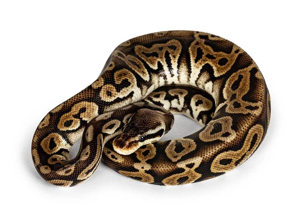 Top View Curled Ballpython Más Néven Python Regius Elszigetelt Fehér — Stock Fotó