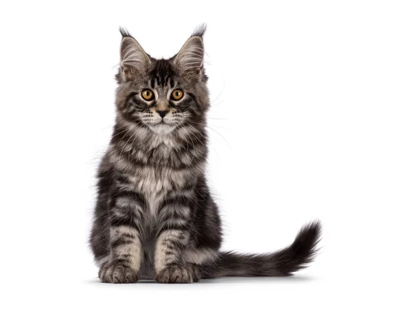 Fluffy Black Tabby Maine Coon Cat Kitten Sitting Facing Front — Stock Photo, Image