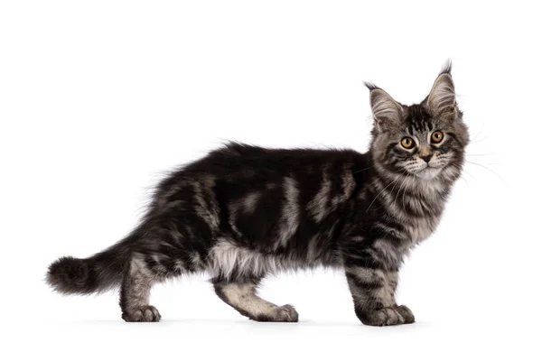 Fluffy Black Tabby Maine Coon Cat Kitten Standing Side Ways — Stock Photo, Image