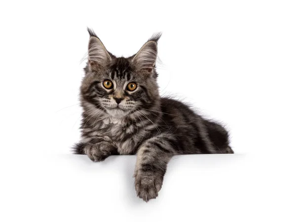 Fluffy Black Tabby Maine Coon Cat Kitten Laying Facing Front — Stock Photo, Image