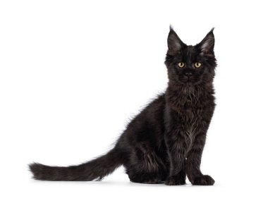 Siyah sert Maine Rakunu kedi yavrusu, yan yana duruyor. Kameraya doğru bakıyorum. Beyaz arkaplanda izole.