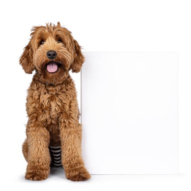 Şirin genç Cobberdog namı diğer Labradoodle köpek yavrusu. Yüzü bembeyaz tuvalin yanında oturuyor. Kameraya doğru bakıyorum. Dil dışarı, nefes nefese. Beyaz bir arkaplanda izole edilmiş.