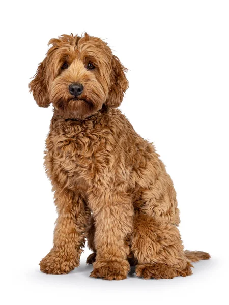 Şirin genç Cobberdog namı diğer Labradoodle köpek yavrusu. Yan yana oturarak. Kameraya doğru bakıyorum. beyaz arkaplanda izole edilmiş.