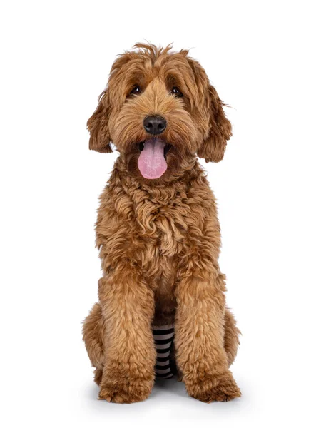 Bonito Jovem Cobberdog Aka Labradoodle Cachorro Cão Frente Para Frente — Fotografia de Stock