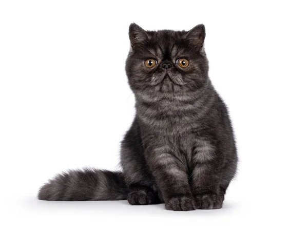 Відмінний Чорний Дим Екзотичний Короткошерстий Кіт Кошеня Сидить Спереду Дивлячись — стокове фото