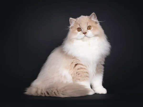 Zeldzame Mannelijke Tortie Britse Longhair Kat Kitten Zittend Aan Zijkant — Stockfoto