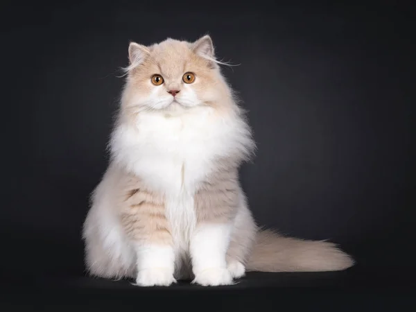 Rare Male Tortie British Longhair Cat Kitten Sitting Facing Front — Stock Photo, Image