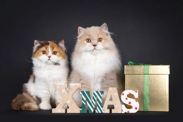 Cute duo British Longhair cat kittens, sitting up side ways behind wooden xmas text and golden present box. Looking towards camera. Isolated on a black background.
