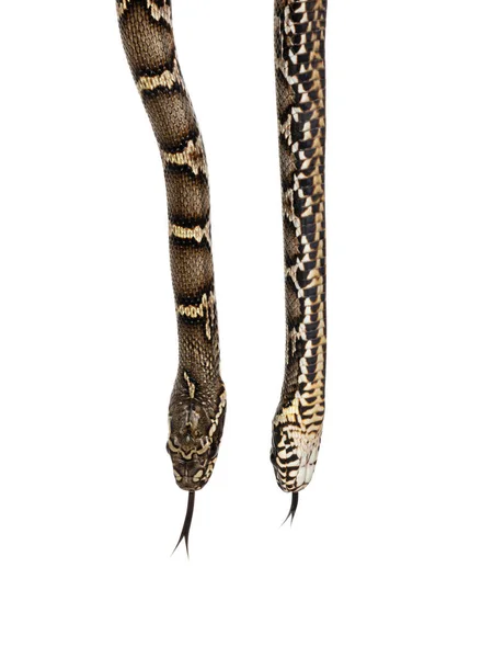 俄罗斯鼠蛇 也叫Elaphe Schrenckii 的头部和腹部双头近距离射击 因白人背景而被隔离 — 图库照片