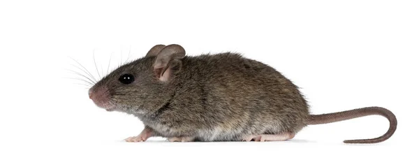 Zbliżenie Zwykłej Myszy Domowej Znanej Jako Mus Musculus Stojącej Bocznymi — Zdjęcie stockowe