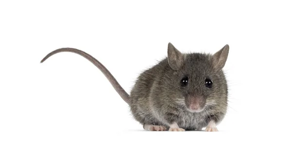 Close Plain House Mouse Aka Mus Musculus Standing Facing Front — Stock Photo, Image