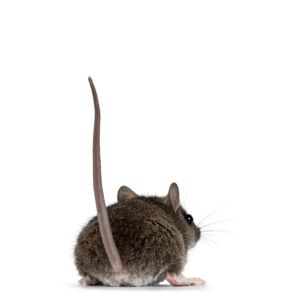 생쥐의 뒷면에는 Mus Musculus 불리는 꼬리를 거꾸로 있습니다 카메라로 시선을 — 스톡 사진