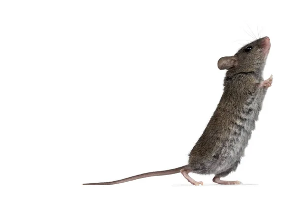 Close Plain House Mouse Aka Mus Musculus Standing Side Ways — Stock Photo, Image