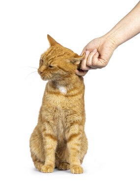 Erkek, kızıl, yaşlı ev kedisi, yüzü önde oturuyor. İnsan eli onu kafasında okşuyor. Beyaz bir arkaplanda izole edilmiş.