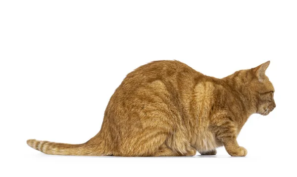 Прохолодний Чоловічий Імбир Старший Домашній Кіт Лежить Збоку Дивлячись Камеру — стокове фото