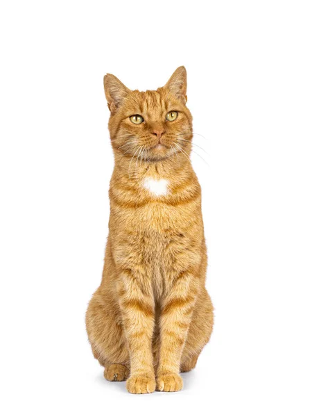 Fajny Samiec Rudy Starszy Kot Domowy Siedzi Twarzą Przodu Patrzę — Zdjęcie stockowe
