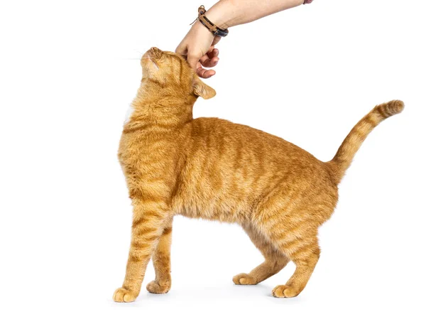 stock image Cool male ginger senior house cat, standing side ways while being petted by human hand. Isolated on a white background.