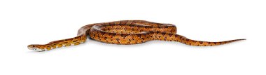 Normal renkli Mısır Yılanı, nam-ı diğer Kızıl Fare Yılanı ya da Pantherophis Guttatus 'un tam menzilli görüntüsü. Beyaz bir arkaplanda izole edilmiş.