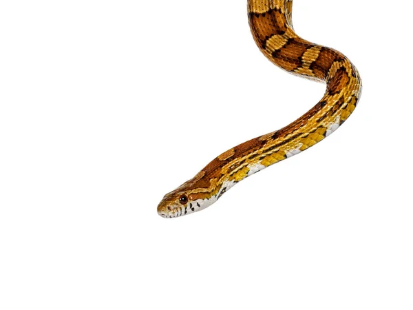 正常颜色的玉米片蛇头 亦称红老鼠蛇或豹头蛇 被白色背景隔离 — 图库照片