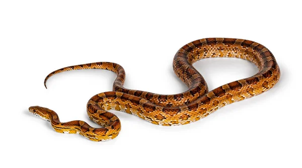 正常颜色的玉米蛇 也叫红老鼠蛇或黑豹蛇的全照 被白色背景隔离 — 图库照片