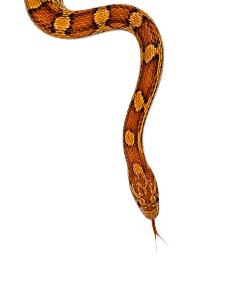 Снимок Головы Обычного Цветного Кукурузного Змея Известного Красная Крыса Pantherophis — стоковое фото
