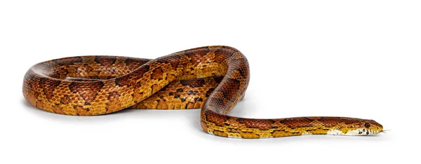 Red Rat Snake Pantherophis Guttatus 알려진 정상적 색깔의 옥수수 촬영이다 — 스톡 사진