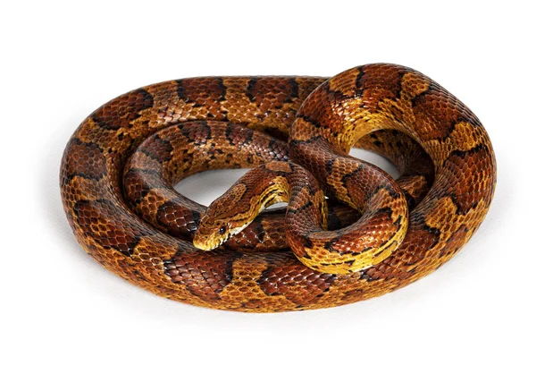 Полная Длина Снимка Обычного Цветного Кукурузного Змея Известного Красная Крыса — стоковое фото