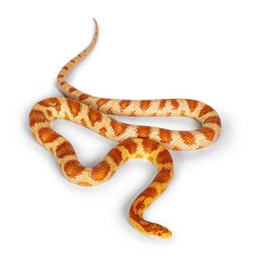 Şeker Çubuğu morf Mısır Yılanı, nam-ı diğer Kızıl Fare Yılanı ya da Pantherophis Guttatus 'un uzun menzilli görüntüsü. Beyaz bir arkaplanda izole edilmiş.