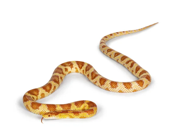 莫尔夫玉米蛇 Corn Snake Aka Red Rat Snake或Pantherophis Guttatus 的全照 被白色背景隔离 — 图库照片